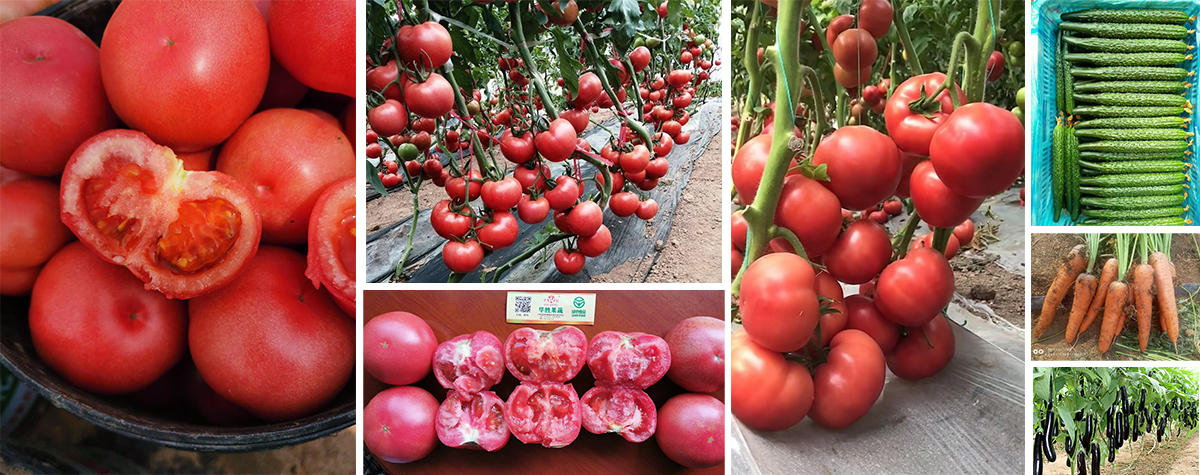 日光温室番茄生产技术规程